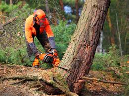 How Our Tree Care Process Works  in  Yardville, NJ