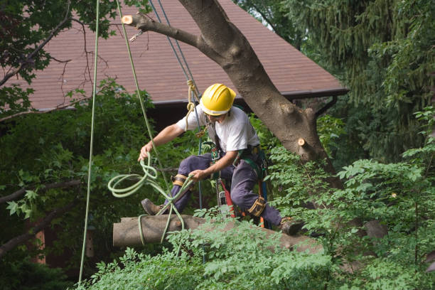 Best Tree Risk Assessment  in Yardville, NJ